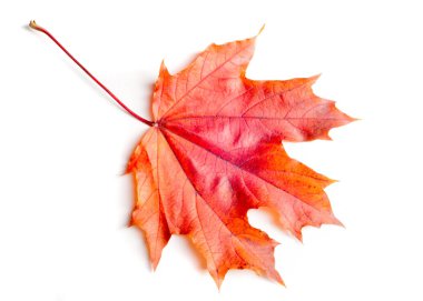 Doku, arka plan, desen. Sonbahar akçaağaç yaprakları. Arka plan