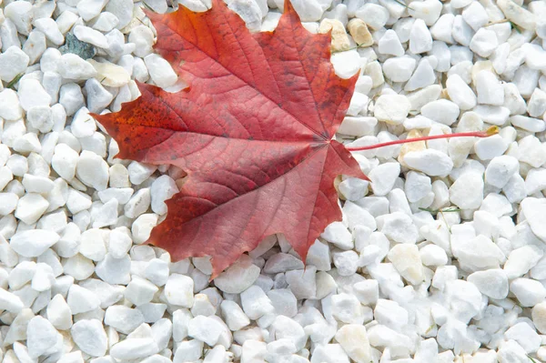 Φθινόπωρο νεκρή φύση του maple φύλλα. Ζεστά χρώματα του φθινοπώρου. Πράσινο — Φωτογραφία Αρχείου