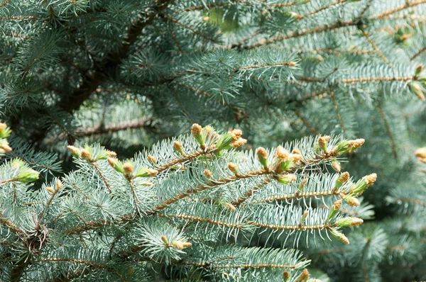 Las Patas Del Abeto Azul Primavera Nuevo Crecimiento Ramas Abeto —  Fotos de Stock