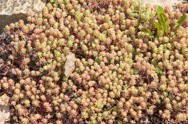Texture Background Pattern Sempervivum Genus Varieties Flowering Plants Family Crassulaceae — Stock Photo, Image