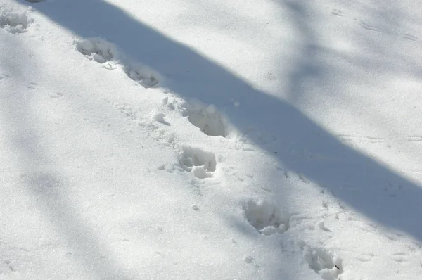 Texture Background Pattern Footprints Snow Frost Very Cold White Snow — Stock Photo, Image