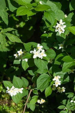 Bahçe çiçek yasemin axonomical adı Jasminum çalılar ve zeytin aile Zeytingiller üzüm bağları