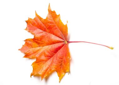 Doku, arka plan, desen. Sonbahar akçaağaç yaprakları. Arka plan