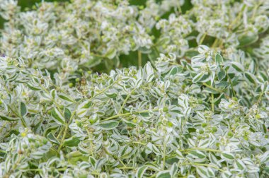 Doku arka plan. Snow-on-the-mountain, çayır üzerinde duman, alacalı spurge veya beyaz açılımına spurge bilinen Atatürk marginata küçük bir yıllık spurge ailesindeki alınır