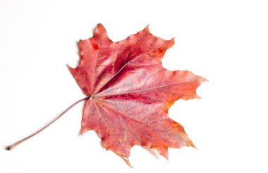 Studio fotoğraf, Kuzey Afrika Sonbahar, bırakır. Akçaağaç yaprakları. sarı kırmızı yeşil. Bu fotoğraf, tasarım dekore edecek. İlk olmayacak. Mutlu Altın Sonbahar!