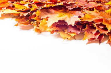 Akçaağaç sonbahar natürmort bırakır. Sonbaharın sıcak renkleri. Yeşil 