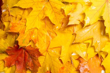 Doku, arka plan, desen. Vicuna kumaş lüks bir seyreklik olduğunu. Örtüsü tek renkli kırmızı renk