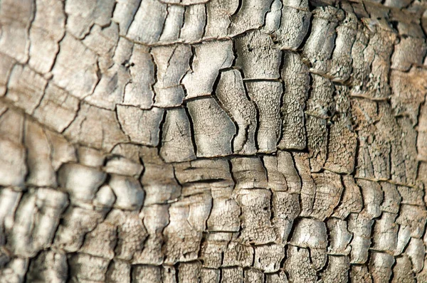 Textura Fundo Padrão Árvore Está Carbonizada Tronco Madeira Carbonizado Madeira — Fotografia de Stock