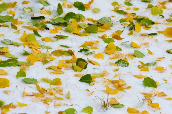 autumn landscape. The leaves are yellow on the first snow. Colorful autumn leaves in the first snow. Abstract background of autumn leaves. Autumn background. The first snow.