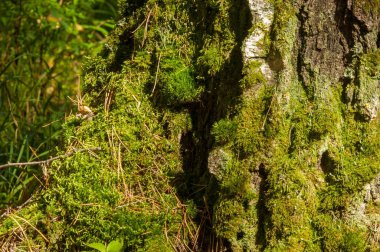doku, arka plan, desen. Eski güdük yosun kaplı