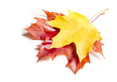 Doku, arka plan, desen. Sonbahar akçaağaç yaprakları. Arka plan