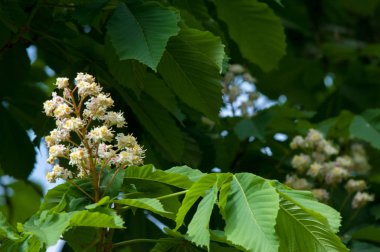 Kestane çiçekler. Şube kestane kapatın. Beyaz kestane çiçekleri yemyeşil yeşil yaprakları arka planı fotoğraflandı. Çiçekli dallar kestane ağacının