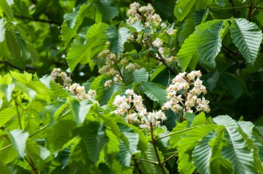 Kestane çiçekler. Şube kestane kapatın. Beyaz kestane çiçekleri yemyeşil yeşil yaprakları arka planı fotoğraflandı. Çiçekli dallar kestane ağacının