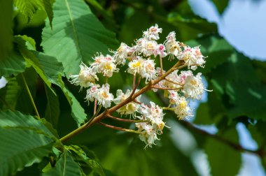 Kestane çiçekler. Şube kestane kapatın. Beyaz kestane çiçekleri yemyeşil yeşil yaprakları arka planı fotoğraflandı. Çiçekli dallar kestane ağacının