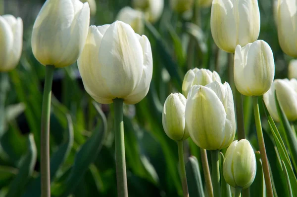 Fotografie Květin Krásné Bílé Tulipány Closeup Záhonu Květina Pozadí Letní — Stock fotografie
