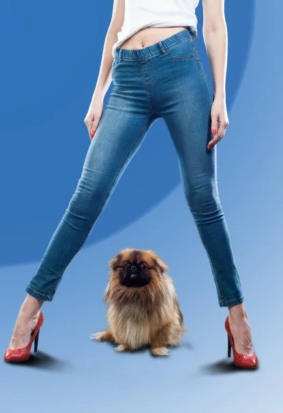 Piernas Chica Vestida Con Jeans Pekín También Conocido Como Perro — Foto de Stock