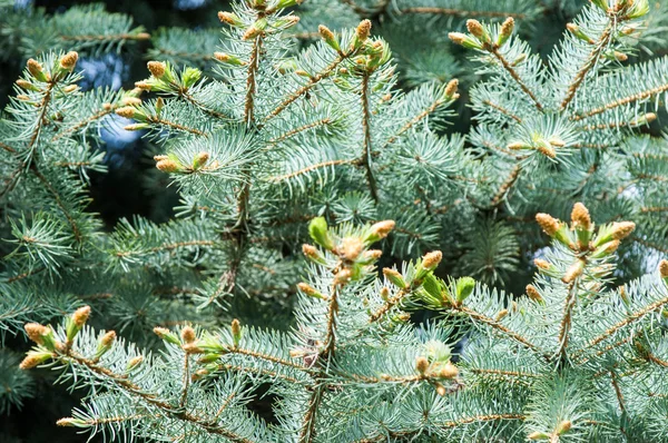 春に青もみの足 青いトウヒとマツ針の枝の新たな成長 自然の小ぎれいなな枝の背景 青いトウヒの写真自然背景支店 — ストック写真