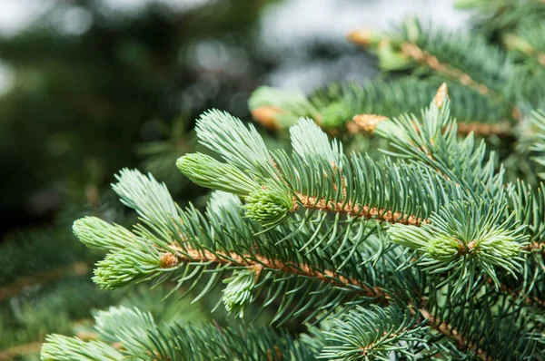 Paws Blue Fir Spring New Growth Branches Blue Spruce Pine — Stock Photo, Image