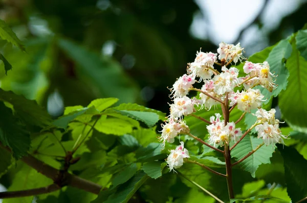 Gesztenye Virágok Gesztenye Közelről Fehér Gesztenye Virágot Fényképezett Háttérben Buja — Stock Fotó