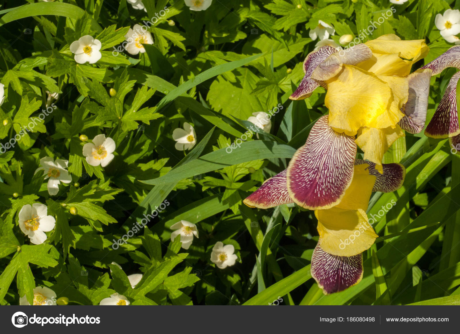 Iris Genus 260 300 Species Flowering Plants Showy Flowers Takes — Stock Photo © ekina1 186080498