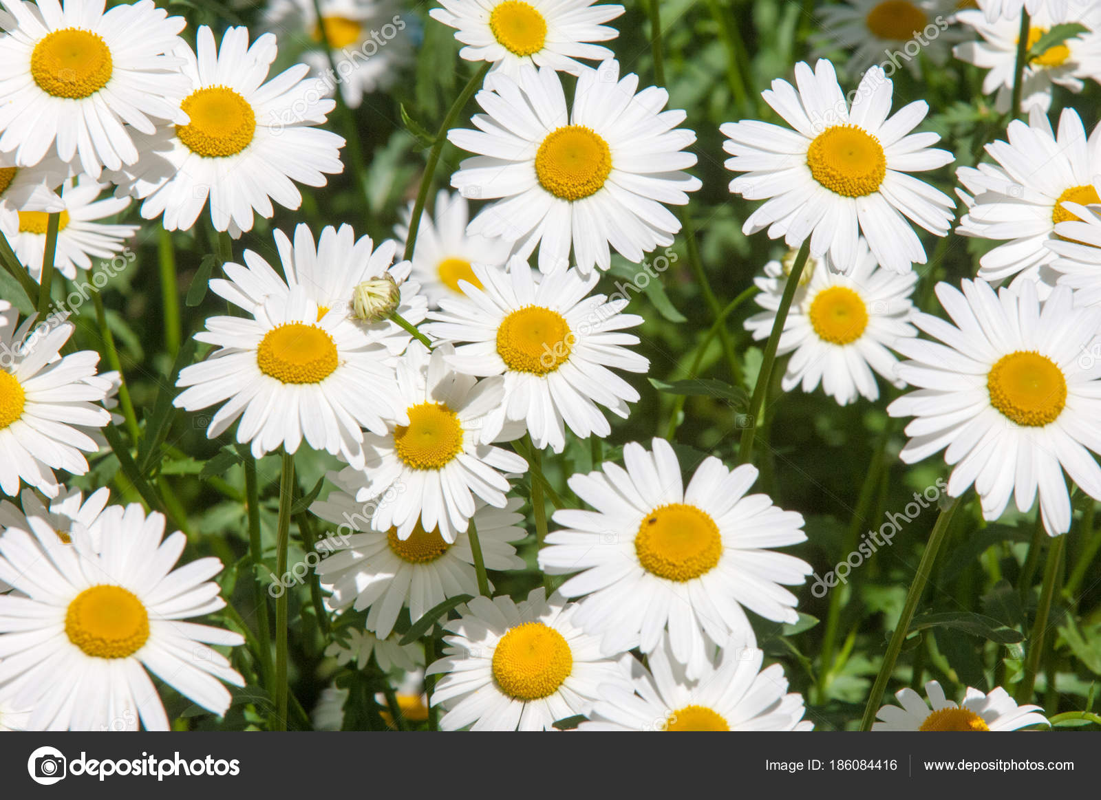 Foto Estate Fiori Margherite Aromatica Europea Pianta Della Famiglia Della — Foto Stock © ekina1 ...