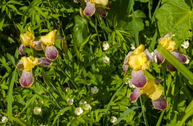 Iris bir yaklaşık 260-300, tür gösterişli çiçekli çiçekli bitki cinsidir. Yunanca kelime adını Yunan tanrıçası Iris gökkuşağının adıdır aynı zamanda bir gökkuşağı için alır.