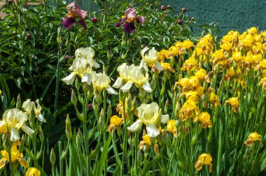 Iris bir yaklaşık 260-300, tür gösterişli çiçekli çiçekli bitki cinsidir. Yunanca kelime adını Yunan tanrıçası Iris gökkuşağının adıdır aynı zamanda bir gökkuşağı için alır.