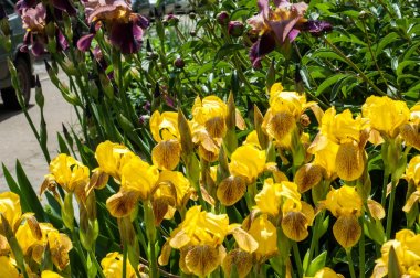 Iris bir yaklaşık 260-300, tür gösterişli çiçekli çiçekli bitki cinsidir. Yunanca kelime adını Yunan tanrıçası Iris gökkuşağının adıdır aynı zamanda bir gökkuşağı için alır.