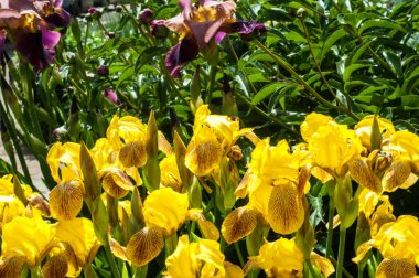 Iris bir yaklaşık 260-300, tür gösterişli çiçekli çiçekli bitki cinsidir. Yunanca kelime adını Yunan tanrıçası Iris gökkuşağının adıdır aynı zamanda bir gökkuşağı için alır.