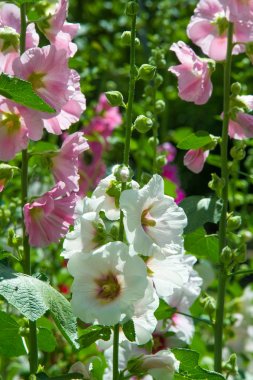 Ebegümeci çiçekler. kıllı kaynaklanıyor, pembe ya da mor çiçekler ve disk şeklinde meyve otsu bir bitki. Birkaç tür süsbitkileri yetiştirilen ve bazı yemeklik.