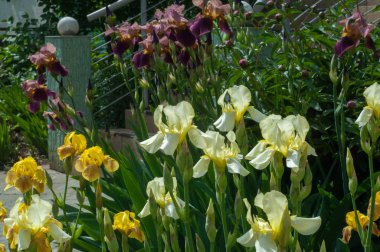 Iris bir yaklaşık 260-300, tür gösterişli çiçekli çiçekli bitki cinsidir. Yunanca kelime adını Yunan tanrıçası Iris gökkuşağının adıdır aynı zamanda bir gökkuşağı için alır.