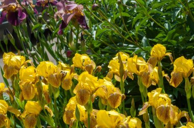 Iris bir yaklaşık 260-300, tür gösterişli çiçekli çiçekli bitki cinsidir. Yunanca kelime adını Yunan tanrıçası Iris gökkuşağının adıdır aynı zamanda bir gökkuşağı için alır.