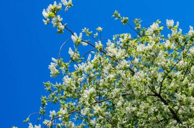 Kuş kiraz, parlak arkadan aydınlatmalı gökyüzü karşı dalı closeup. kuş kiraz çiçekleri