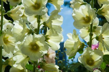 Ebegümeci çiçekler. kıllı kaynaklanıyor, pembe ya da mor çiçekler ve disk şeklinde meyve otsu bir bitki. Birkaç tür süsbitkileri yetiştirilen ve bazı yemeklik.