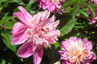 Çiçekli yaz manzara. Peonies kırmızı renktedir. Uzun onun muhteşem çiçekler için ekili olmuştur bir otsu ya da çalı bitki'nın kuzey ılıman bölgelerin,.