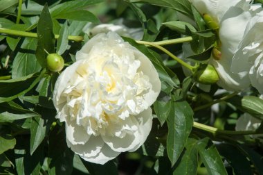 Çiçekli yaz manzara. Peonies beyazdır. Uzun onun muhteşem çiçekler için ekili olmuştur bir otsu ya da çalı bitki'nın kuzey ılıman bölgelerin,.