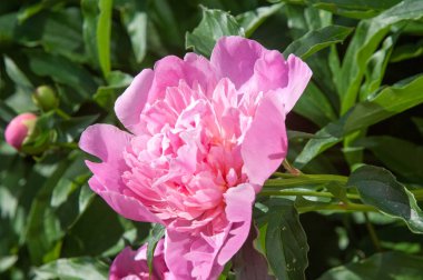 Çiçekli yaz manzara. Peonies kırmızı renktedir. Uzun onun muhteşem çiçekler için ekili olmuştur bir otsu ya da çalı bitki'nın kuzey ılıman bölgelerin,.