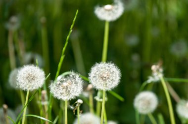 Fotoğraf bulanık yaz yatay, çiçekler var. Karahindiba tohumları. Karahindiba tohumları ile rozet yaprak, tohum tüylü demetleri ile küresel başkanları ve süt lateks içeren kaynaklanıyor.