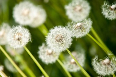 Fotoğraf bulanık yaz yatay, çiçekler var. Karahindiba tohumları. Karahindiba tohumları ile rozet yaprak, tohum tüylü demetleri ile küresel başkanları ve süt lateks içeren kaynaklanıyor.