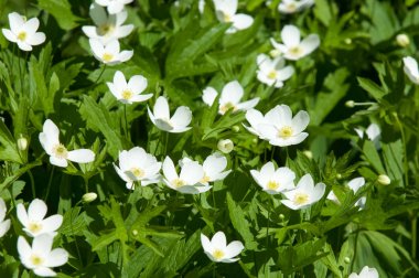 Çiçekli yaz manzara. Bir erken bahar çiçekli bitki ortak adları dahil ahşap anemon çiçeği, windflower, sebboy ve koku tilki benzetmesi misk kokusu yaprak Anemone nemorosa olduğunu