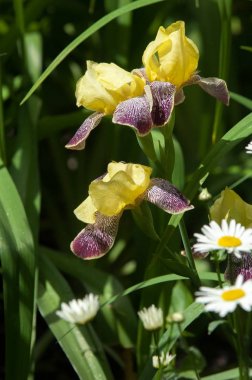 Çiçekler süsen ile yaz fotoğraf
