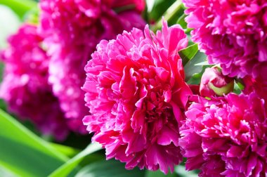 Çiçekli yaz manzara. Peonies. Uzun onun muhteşem çiçekler için ekili olmuştur bir otsu ya da çalı bitki'nın kuzey ılıman bölgelerin,.