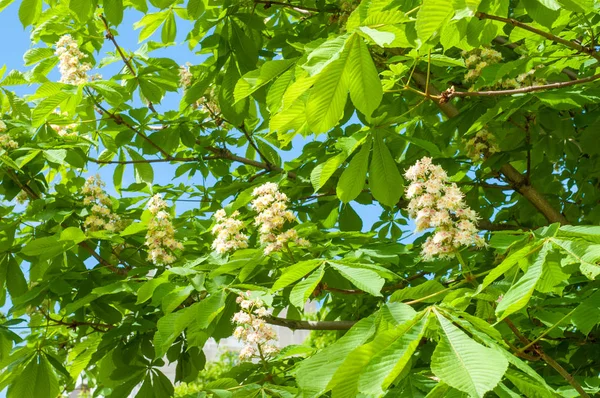 Flowers of a tree a chestnut. Spring blossoming chestnut tree flowers. Aesculus hippocastanum blossom of horse-chestnut tree