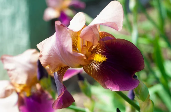 Iris Género Plantas Con Flores Perteneciente Familia Mordellidae Toma Nombre —  Fotos de Stock