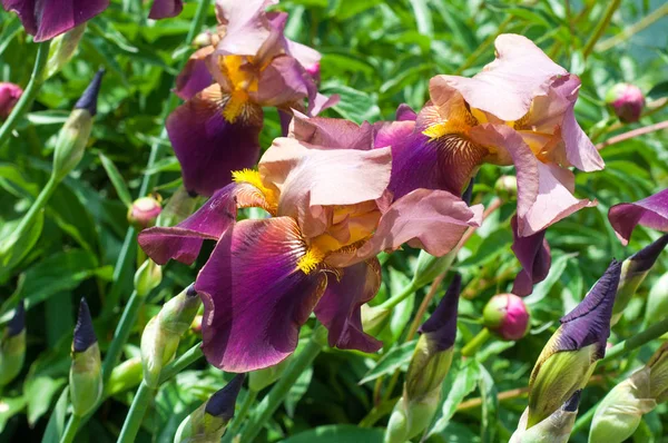 Iris is a genus of about 260-300, species of flowering plants with showy flowers. It takes its name from the Greek word for a rainbow, which is also the name for the Greek goddess of the rainbow Iris.