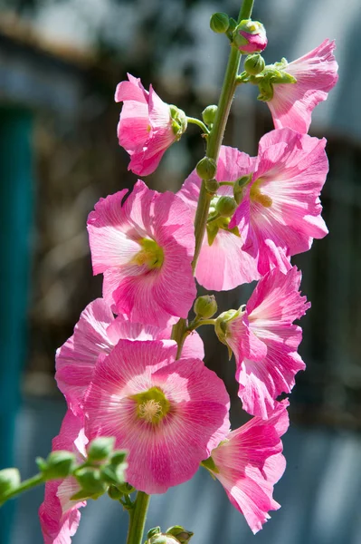 アオイ科の植物の花 毛深い茎 ピンクまたは紫の花と果物の円盤状草本植物 いくつかの種類が 観賞用として栽培されて いくつかの食用 — ストック写真