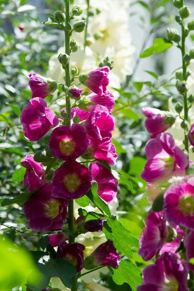 Άνθη Μολόχας Ένα Ποώδες Φυτό Τριχωτούς Μίσχους Ροζ Μοβ Άνθη — Φωτογραφία Αρχείου