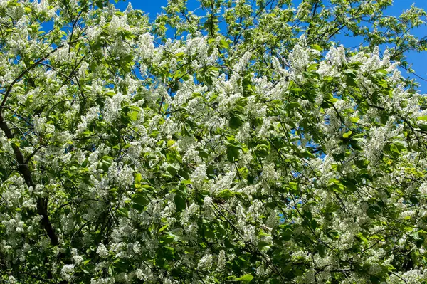 Closeup Ramo Cereja Pássaro Brilhantemente Retroiluminado Contra Céu Flor Cereja — Fotografia de Stock