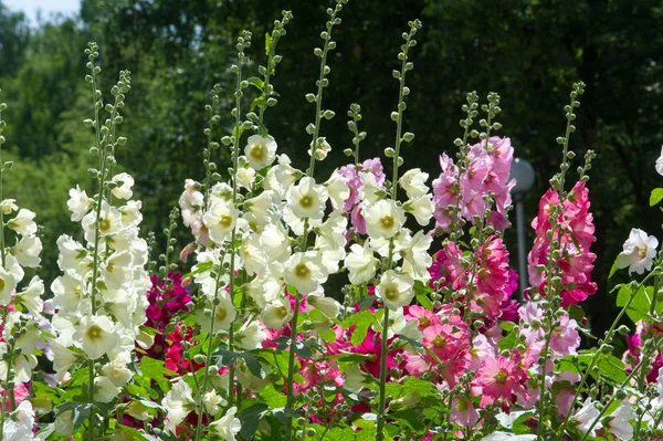Mályva Virág Egy Lágyszárú Növény Szőrös Szár Rózsaszín Vagy Lila — Stock Fotó