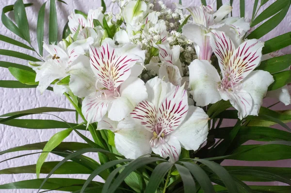 Alstroemeria Commonly Called Peruvian Lily Lily Incas Genus Flowering Plants — Stock Photo, Image